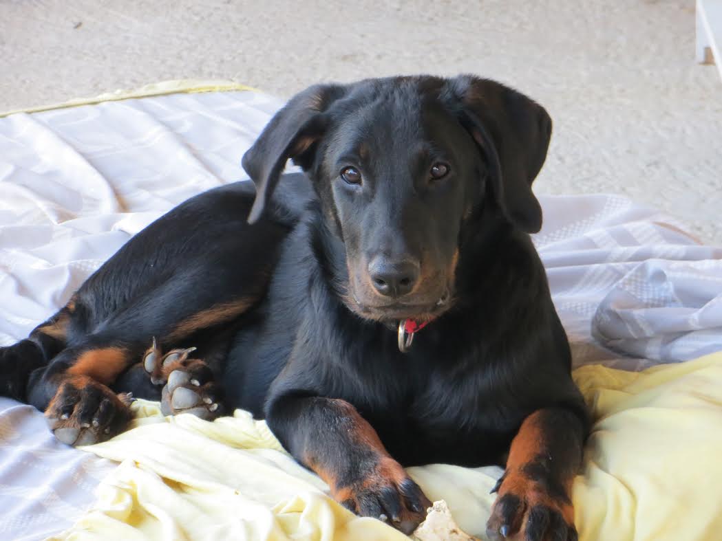 domainedelalicorne.fr Elevage de beauceron chiot beauceron pure race élevage du clos de la licorne elevage des gardiens de la licorne elevage beauceron noir et feu authentique gros gabarits élevage de Beauceron familial sérieux et qualité domainedelalicorne.fr suivi des chiots conseil d’éducation chiot propre bas rouge santé caractère spécialiste du beauceron noir et feu ou arlequin chien rustique berger de France  nos chiots sont élevés avec amour et attention notre passion au service de la qualité Beauceron de qualité et sportif domaine de la licorne 04380 BARRAS élevage en liberté éleveur berger de beauce élevage de beauceron de travail 